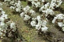HO Cotton Plants/40pk 