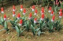 HO Primula Vialli/32pk 